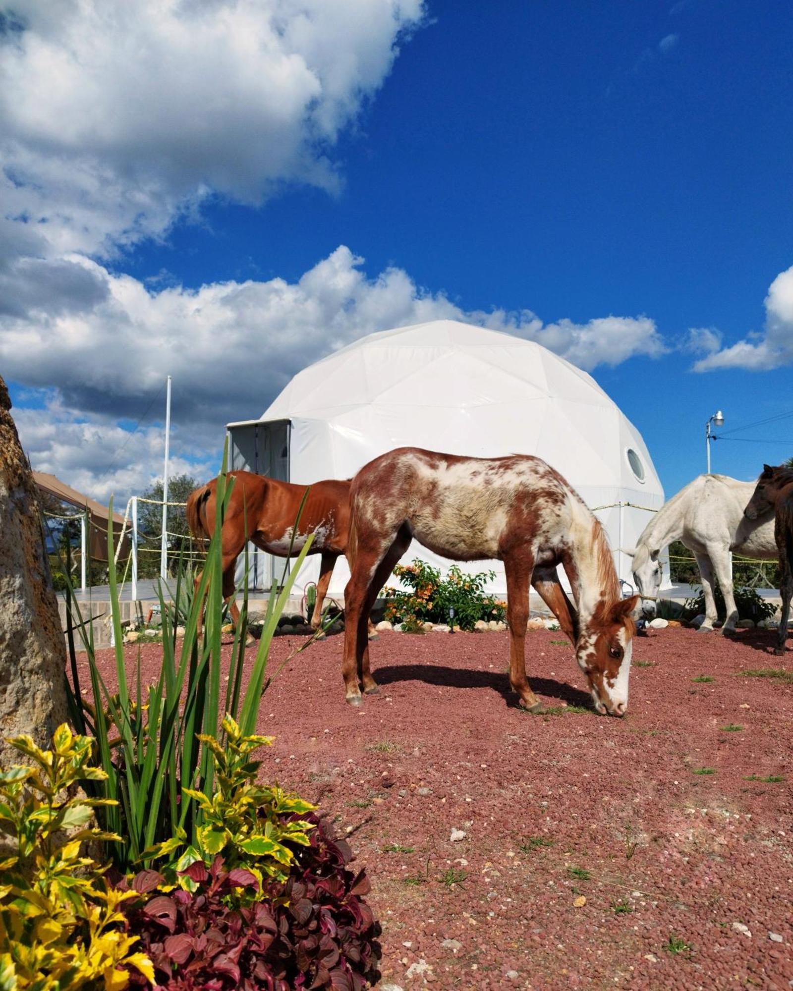 El Gato Glamping Con Vista A Prismas Basalticos 호텔 우아스카 데 오캄포 외부 사진